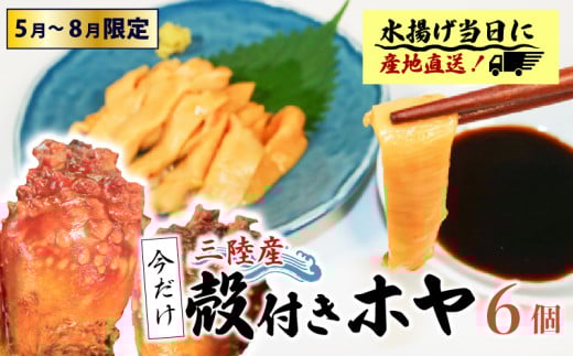 期間限定 殻付きホヤ6個 ほや ホヤ Hoya 串焼き フライ ごはん 夕飯 おかず おつまみ 晩酌 海産物 海鮮 魚介 魚介類 大船渡 三陸 岩手県 国産