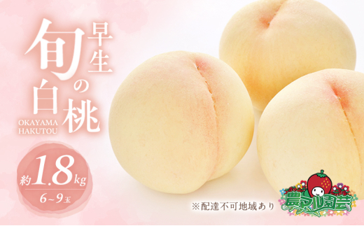 桃 2025年 先行予約 白桃 白鳳 約1.8kg 5~7玉 進物用 もも モモ 桃 2025年 先行予約 白桃 白鳳 約1.8kg 5~7玉 進物用 もも モモ
