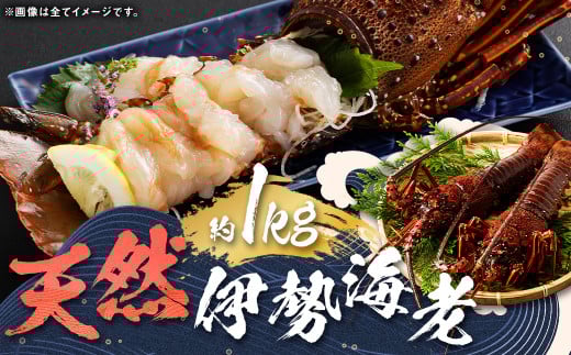 【指定日必須】 長崎の海で獲れた『天然伊勢海老』 約1kg ／ 魚 魚介類 天然 伊勢海老 イセエビ 海老 お刺身 湯引き 冷蔵 【2025年9月13日-10月14日迄発送予定】