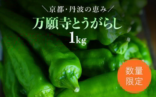 [2025年6月下旬発送開始!]万願寺とうがらし 1kg / ふるさと納税 京野菜 野菜 旬の野菜 万願寺とうがらし 伝統野菜 京都 京都府 福知山市