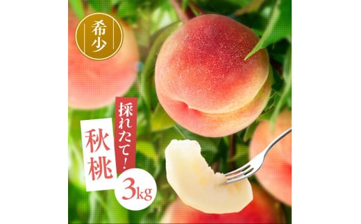南信州産 秋桃 白桃 約3kg | 果物 くだもの フルーツ 柿 桃 もも 白桃 秋桃 ジューシー 長野県 信州 南信州 飯田市