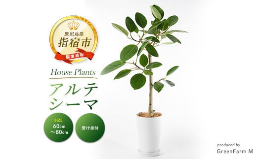 2025年3月上旬〜発送[観葉植物]アルテシーマ幹朴60cm〜80cm(Green Farm M/016-1365) 観葉植物 植物 鉢付 インテリア 室内 オフィス おしゃれ プレゼント ギフト 開店祝い 移転祝い マイナスイオン[配送不可地域:北海道・沖縄県・離島]