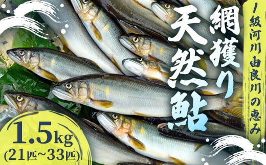 【2025年夏発送】 天然鮎 網獲り 約1.5kg（約21匹～33匹）【 由良川の網獲り 由良川漁協 鮮魚 生魚 活魚 あゆ 鮎 新鮮 魚 さかな 直送 綾部 京都 魚介 川魚 塩焼き 生あゆ 】 2104306 - 京都府綾部市