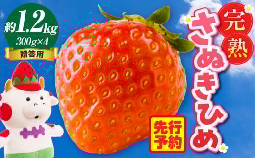 贈答用 完熟さぬき姫 約1.2kg | いちご 苺 さぬき姫 さぬきひめ 香川県オリジナル 希少 甘い 完熟 フルーツ 果物 旬 香川県 三木町 |_mk035-004 783258 - 香川県三木町