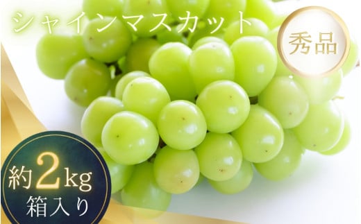 シャインマスカット たっぷり 約2kg 箱入り 【2025年8月中旬～9月上旬頃順次発送】 1446445 - 和歌山県かつらぎ町