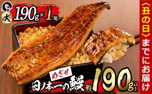 [丑の日までに配送][肝串3本付き!]日ノ本一の鰻の蒲焼き[大]1尾(約190g以上) a3-202-sbs-us