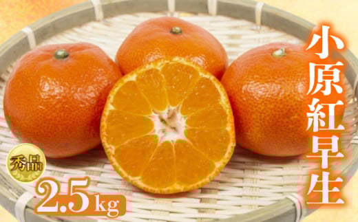 【2026年1月初旬より順次発送】【秀品】小原紅早生 約2.5kg みかん 甘い ミカン 蜜柑 フルーツ 果物 くだもの 柑橘 柑橘類 デザート ジュース ゼリー  旬 産地直送 冬の味覚 旬の果物 旬のフルーツ お取り寄せ 取り寄せ