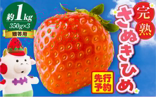 贈答用 完熟さぬき姫 約1.0kg | いちご 苺 さぬき姫 さぬきひめ 香川県オリジナル 希少 甘い 完熟 フルーツ 果物 旬 香川県 三木町 |_mk035-005 783259 - 香川県三木町