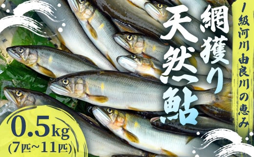 【2025年夏発送】 天然鮎 網獲り 約0.5kg（約7匹～11匹）【 由良川の網獲り 由良川漁協 鮮魚 生魚 活魚 あゆ 鮎 新鮮 魚 さかな 直送 綾部 京都 魚介 川魚 塩焼き 生あゆ 】 2104304 - 京都府綾部市