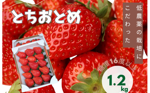 山崎農園のいちご　「とちおとめ」　1.2kg ／ いちご 苺 イチゴ ストロベリー とちおとめ 果物 フルーツ