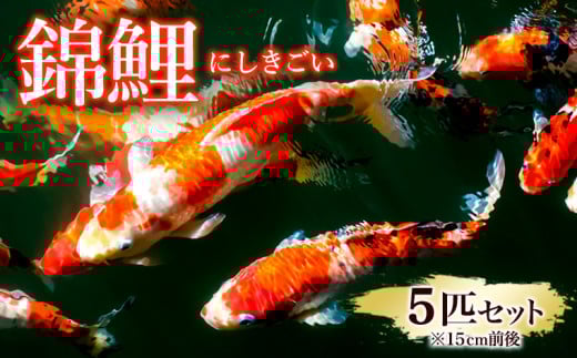 錦鯉 5匹セット (15cm前後) FY25-120