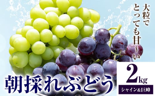 ぶどう 朝採れ直送 シャインマスカット・巨峰詰め合わせ （2kg以上） 果物 ぶどう フルーツ 茨城県産 結城市産 産地直送 《2025年8月下旬-9月下旬頃出荷》 【配送不可地域あり】 2118245 - 茨城県結城市