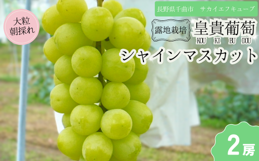 【2025年先行予約】シャインマスカット 露地栽培 秀品 2房 ｜ ぶどう 葡萄 白ぶどう 種無し 種なし 皮ごと 千曲市 長野県産 信州 2106946 - 長野県千曲市