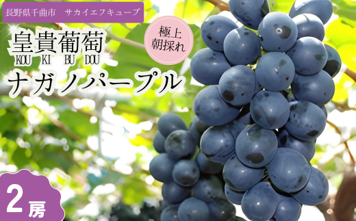 【2025年先行予約】ぶどう ナガノパープル 特秀品 加湿ハウス栽培 2房 ｜ 葡萄 赤ぶどう フルーツ 果物 千曲市 長野県産 信州 2106945 - 長野県千曲市