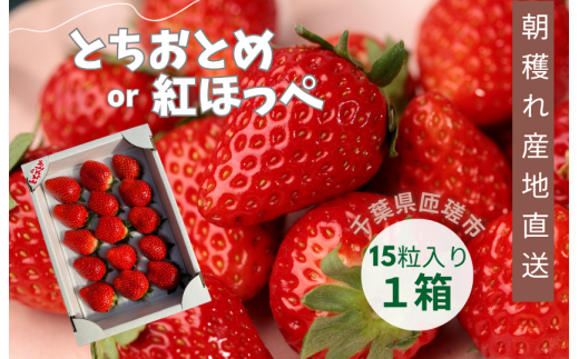産地直送　匝瑳市産いちご　15粒入り×1箱 ／ いちご 苺 イチゴ ストロベリー とちおとめ 紅ほっぺ 果物 フルーツ 産地直送 2116372 - 千葉県匝瑳市