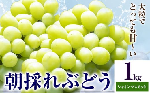 ぶどう 農園直送 朝採れシャインマスカット 2～3房（1kg以上） 果物 ぶどう フルーツ 茨城県産 結城市産 産地直送 《2025年8月下旬-9月下旬頃出荷》 【配送不可地域あり】 2118244 - 茨城県結城市