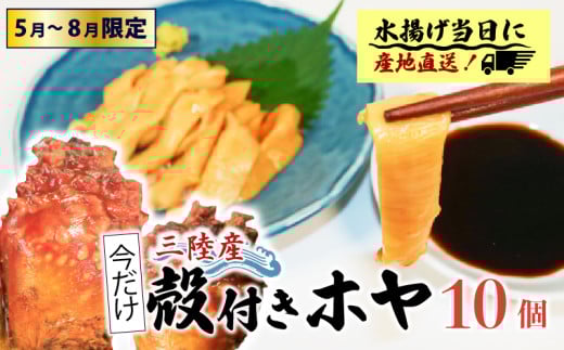 期間限定 殻付きホヤ10個 ほや ホヤ Hoya 串焼き フライ ごはん 夕飯 おかず おつまみ 晩酌 海産物 海鮮 魚介 魚介類 大船渡 三陸 岩手県 国産