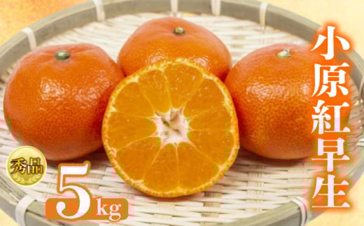 【2026年1月初旬より順次発送】【秀品】小原紅早生 約5kg みかん 甘い ミカン 蜜柑 フルーツ 果物 くだもの 柑橘 柑橘類 デザート ジュース ゼリー  旬 産地直送 冬の味覚 旬の果物 旬のフルーツ お取り寄せ 取り寄せ