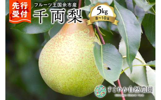 2025年発送【先行予約】令和7年産千両梨5kg箱8~10玉【すこやか自然農園】 2106533 - 北海道余市町