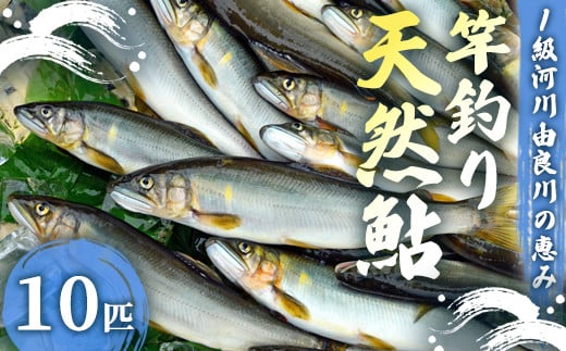 【2025年夏発送】天然鮎 竿釣り 10匹 （17～23cm） 【 冷蔵 由良川の竿釣り 由良川漁協 あゆ 鮎 新鮮 魚 さかな 直送 綾部 京都 魚介 川魚 塩焼き 生あゆ 】 2104303 - 京都府綾部市