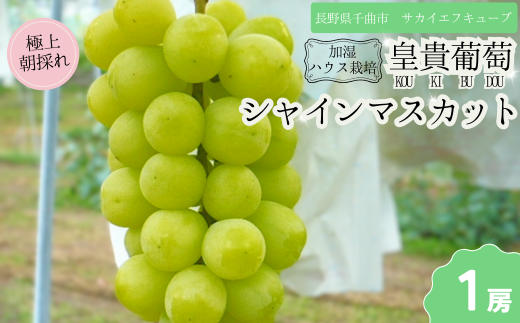 【2025年先行予約】シャインマスカット お中元 加湿ハウス栽培 最上級品 1房 ｜ 果物 フルーツ ぶどう シャインマスカット ギフト 種無し 千曲市 長野県産 信州 2106948 - 長野県千曲市