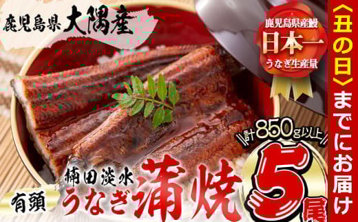 【丑の日までに配送】楠田の極うなぎ 蒲焼き 170g以上×5尾(計850g以上) c7-004-us 1339101 - 鹿児島県志布志市