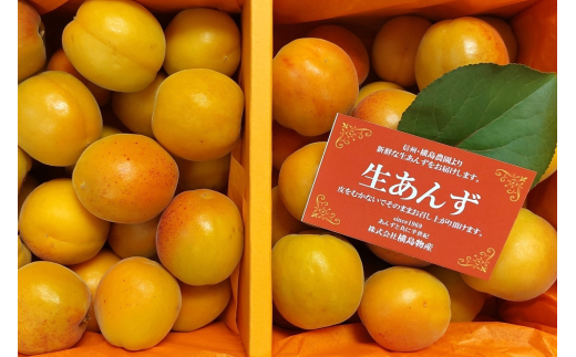 【2025年先行予約】あんず 生食＆加工用 バラ約2kg ｜ オリジナルレシピ付き 信州あんず 杏子 アンズ アプリコット 果物 千曲市 長野県産 信州  2106954 - 長野県千曲市