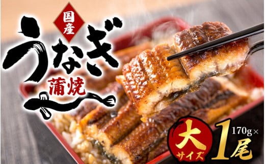 大型サイズ ふっくら柔らか 国産うなぎ蒲焼き 1尾（約2人前）化粧箱入【順次発送】 1009434 - 和歌山県かつらぎ町