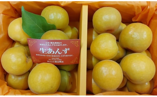 【2025年先行予約】【数量限定】あんず ハーコット 2パック(計約1.2kg)｜ 信州あんず 杏子 アンズ アプリコット 期間限定 千曲市 長野県産 信州 2106961 - 長野県千曲市
