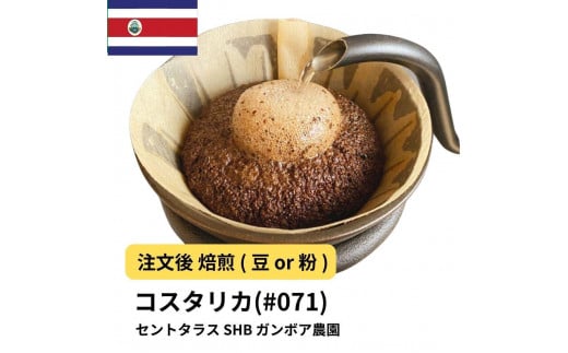 [豆]コーヒー #071 コスタリカ セントタラス SHB ガンボア農園 310g 当日焙煎 大山珈琲