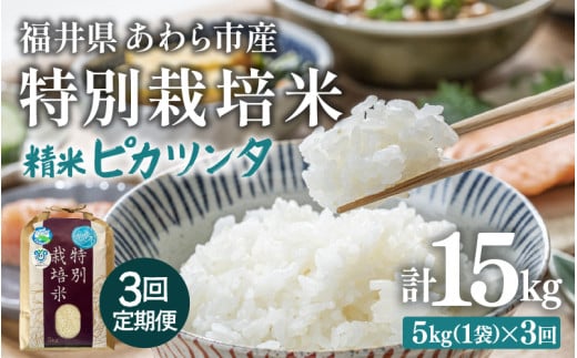 【先行予約】【令和7年産】定期便 ≪3ヶ月連続お届け≫ 化学肥料不使用 特別栽培米 ピカツンタ 精米 5kg × 3回（合計15kg） / 白米 米 福井県あわら市産 美味しい 特別栽培米 減農薬 安心な米 旨味 甘み もっちり 冷蔵保管米 ※2025年10月上旬より順次発送 [aw010-c004]