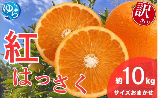 ＼来シーズン先行予約／【訳あり】和歌山県産 紅はっさく（サイズおまかせ）約10kg【2026年2月中旬～順次発送予定】※北海道・沖縄・離島配送不可 / 八朔 ハッサク 柑橘 由良町 柑橘 果物 フルーツ くだもの 産地直送 和歌山【eiw024】 2105603 - 和歌山県由良町