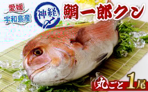 真鯛 1尾 鯛一郎クン 神経締め 株式会社タイチ 神経〆 まるごと 鯛 タイ たい tai マダイ まだい 養殖 お祝い 刺身 お刺身 お刺し身 鯛めし 鯛茶漬け 鯛しゃぶ 塩焼き 煮付け 焼き物 アレンジ 冷蔵 新鮮 産地直送 愛媛県産 国産 愛媛 宇和島 D020-195001 2150663 - 愛媛県宇和島市