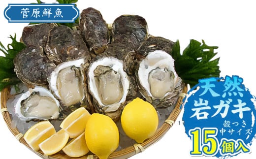 【令和7年 先行予約】天然岩ガキ 15個入り (岩ガキ専用ナイフ付き)　庄内観光物産館 2100895 - 山形県鶴岡市
