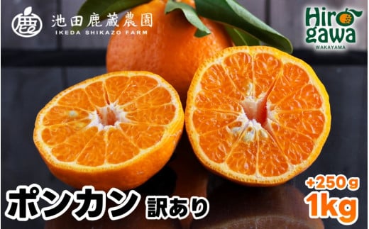  家庭用 ポンカン 1kg+250g（痛み補償分） 光センサー 食頃出荷 / 訳あり 有田 みかん 柑橘 蜜柑 くだもの 果物 果実 フルーツ 和歌山 ※1月中旬～2月下旬頃に順次発送予定 ※北海道・沖縄・離島への配送不可 【ikd008-c-1】 2105586 - 和歌山県広川町