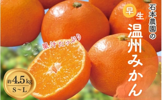 S-L サイズいずれか 石本農園の早生温州みかん約4.5kg[11月下旬から12月末頃までに順次発送]/ みかん ミカン 蜜柑 早生 温州