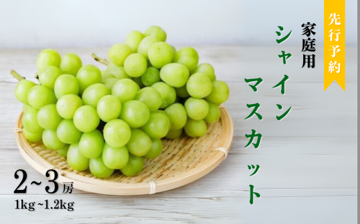 【2025年先行予約】訳あり  シャインマスカット （1~1.2kg 2~3房） ぶどう 葡萄 ブドウ 白ぶどう 家庭用 朝採り 新鮮 朝摘み 種無し 種なし 皮ごと 信州 長野県 千曲市 2037701 - 長野県千曲市