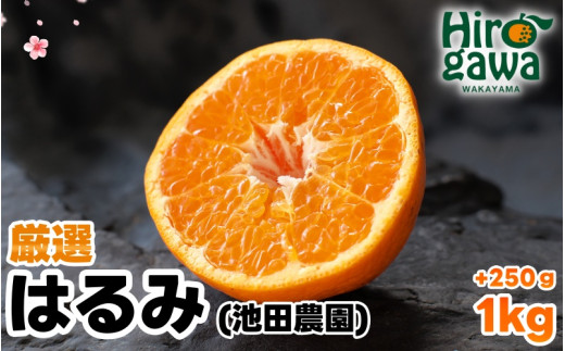 厳選 はるみ 1kg+250g（痛み補償分） 光センサー選別 / 有田 みかん 蜜柑 オレンジ 果物 フルーツ デコポン の姉妹品種 ※2月上旬～3月下旬頃に順次発送予定 ※北海道・沖縄・離島への配送不可【ikd013-p-1A】 2105752 - 和歌山県広川町