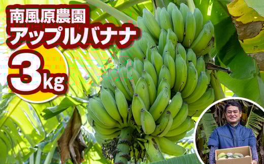 南風原農園　アップルバナナ　3kg