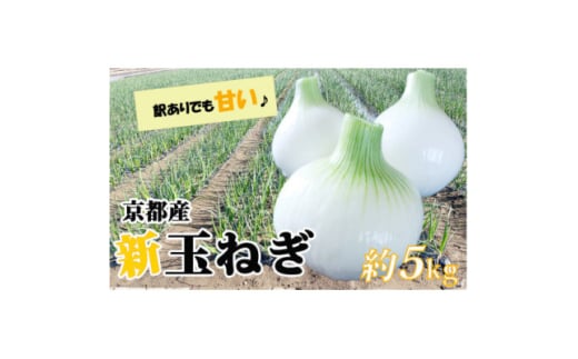 ＜訳アリ＞たまねぎ 5kg　京都府久御山町産【1621127】