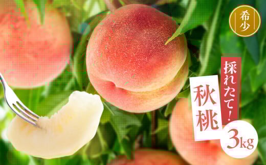 南信州産 秋桃 白桃 約3kg | 果物 くだもの フルーツ 柿 桃 もも 白桃 秋桃 ジューシー 長野県 信州 南信州 飯田市 989302 - 長野県飯田市