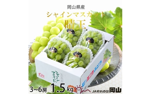【2025年8月下旬より発送】岡山県産 シャインマスカット 晴王 1.5kg(3房～6房) ぶどう 葡萄 ブドウ フルーツ 果物