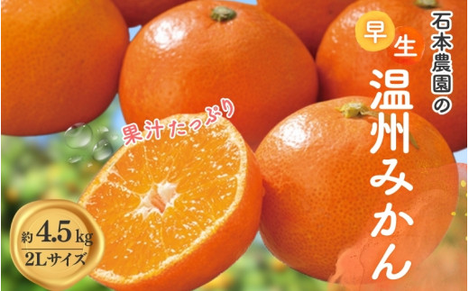 2Lサイズ 石本農園の早生温州みかん約4.5kg[11月下旬から12月末頃までに順次発送] / みかん ミカン 蜜柑 温州