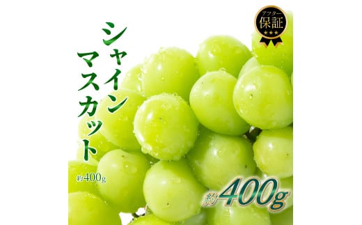 【2025年8月下旬発送予定】シャインマスカット 約400g ＜配送不可：北海道・沖縄・離島＞ 果物 くだもの フルーツ ぶどう 葡萄 マスカット 甘い コク 数量限定 福岡県 八女市
