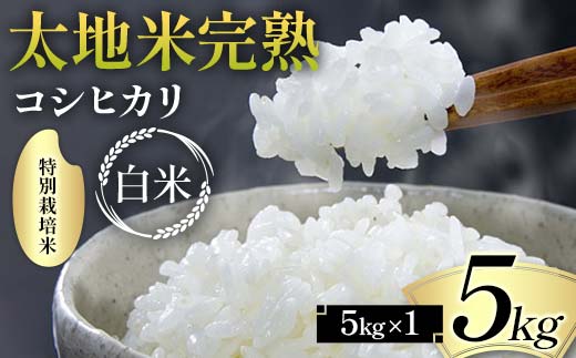 2024年産 特別栽培米 太地米完熟 【こしひかり】 白米 5kg ブランド米 お米 精米 白米 人気 F7X-0313 2114606 - 福島県須賀川市
