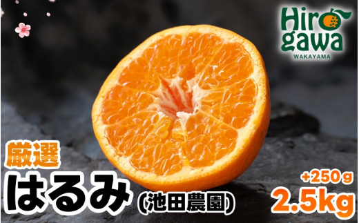 厳選 はるみ 2.5kg+250g（痛み補償分） 光センサー選別 / 有田 みかん 蜜柑 オレンジ 果物 フルーツ デコポン の姉妹品種 ※2月上旬～3月下旬頃に順次発送予定 ※北海道・沖縄・離島への配送不可【ikd013-p-2d5A】 2105751 - 和歌山県広川町