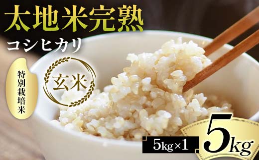 2024年産 特別栽培米 太地米完熟 【こしひかり】 玄米 5kg ブランド米 お米 人気 F7X-0317 2114610 - 福島県須賀川市