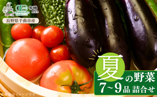 信州ありさんファーム 旬の野菜 7~9品 夏版 【有機JAS認証】 夏野菜 詰め合わせ セット 有機栽培 オーガニック 信州 特産品 千曲市 長野県 2037788 - 長野県千曲市