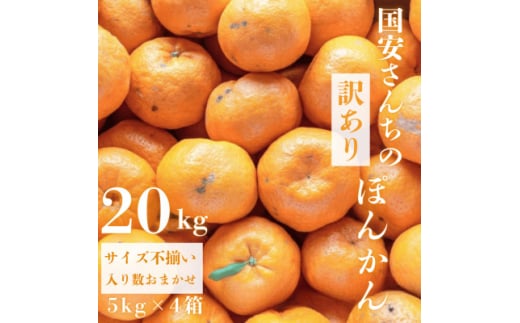 ＜南国を感じさせる独特の香り＞訳あり 愛媛ポンカン 20kg＜H20-71＞【1620343】