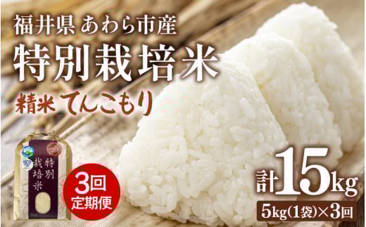 【先行予約】【令和7年産】定期便 ≪3ヶ月連続お届け≫ 化学肥料不使用 特別栽培米 てんこもり 精米 5kg × 3回（合計15kg） / 白米 米 福井県あわら市産 美味しい 特別栽培米 減農薬 安心な米 旨味 甘み もっちり 冷蔵保管米 ※2025年10月上旬より順次発送 [aw010-c003]